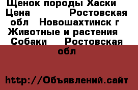 Щенок породы Хаски. › Цена ­ 5 000 - Ростовская обл., Новошахтинск г. Животные и растения » Собаки   . Ростовская обл.